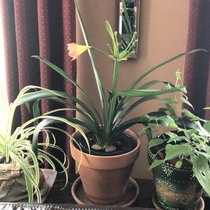 Meet your Posher, Geraldine